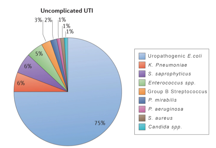 Uncomplicated UTI Pie Chart 